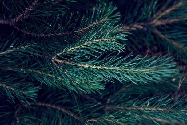 Background of green branches of pine-trees. - Foto, immagini