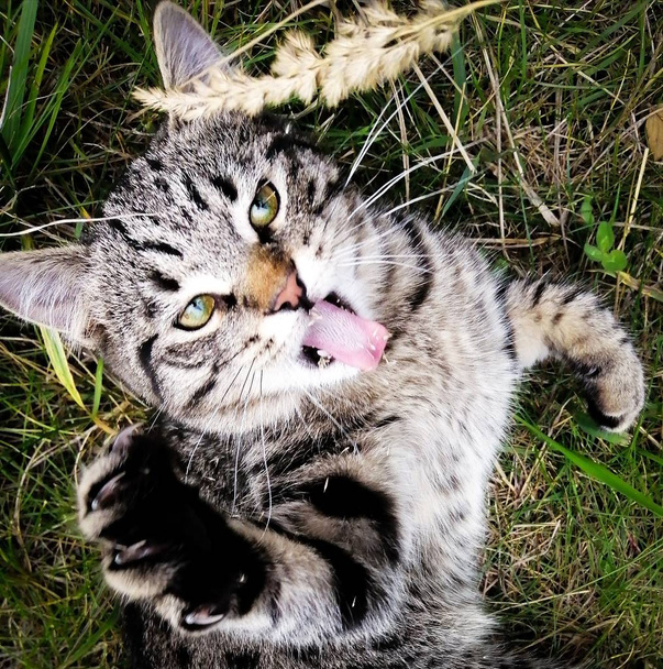 Spaßkatze miaut  - Foto, Bild
