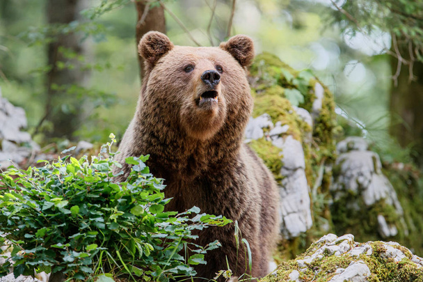 Ruskea karhu - läheinen kosketus isojen naaraspuolisten villikarhujen kanssa Notranjskan alueen metsässä ja vuorilla Sloveniassa - Valokuva, kuva
