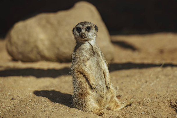 Portrait of Meerkat Suricata suricatta sitting in the zoo. African native animal, small carnivore belonging to the mongoose family. - 写真・画像