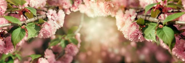 Άνθος κερασιάς, άνθος κερασιάς - όμορφη ανθοφορία, ανθοφορία ιαπωνική κερασιά  - Φωτογραφία, εικόνα