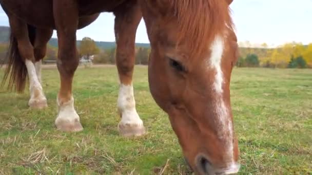 Zbliżenie Koń jedzący trawę. - Materiał filmowy, wideo