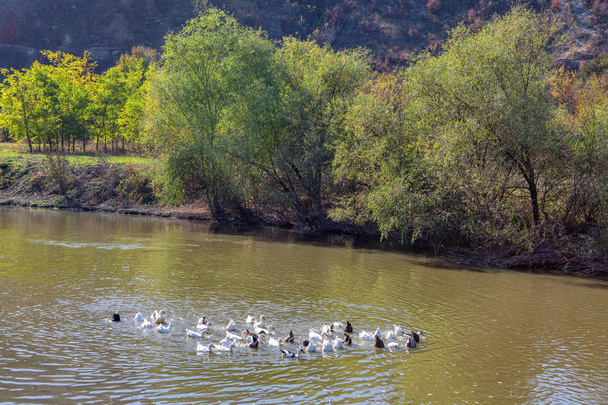 Gyapjú, kacsa, úszás a tóban - Fotó, kép