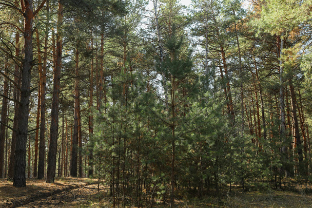 Vysoké a malé borovice v lese. Krásný slunečný den - Fotografie, Obrázek