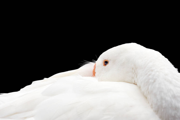 White goose on black background. Portrait of a white goose on a  - Foto, Imagen