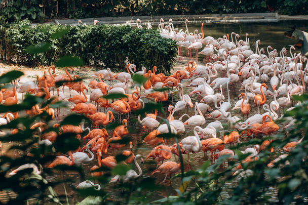 Стая фламинго для листьев на пруду
 - Фото, изображение