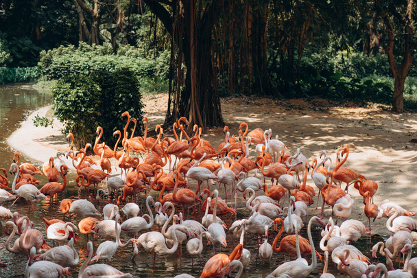 Стая фламинго на пруду в зоопарке
 - Фото, изображение