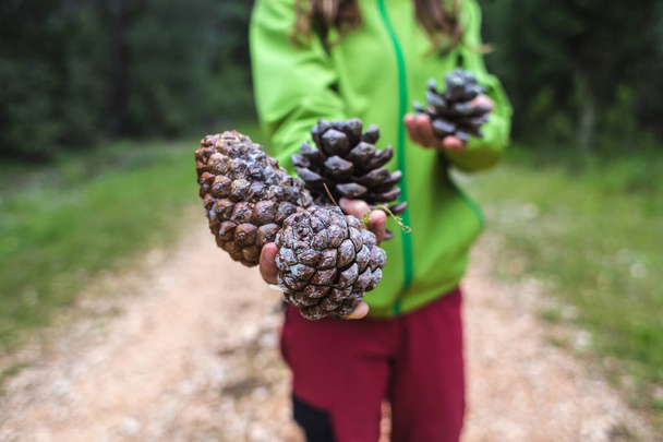 Large pine cones in female hands. - Фото, зображення