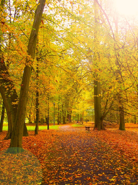 Herfst landschap, vallende bladeren van de bomen in het zonlicht. - Foto, afbeelding