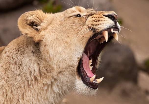Cabeza de una poderosa y enojada leona de cerca, boca abierta
 - Foto, imagen