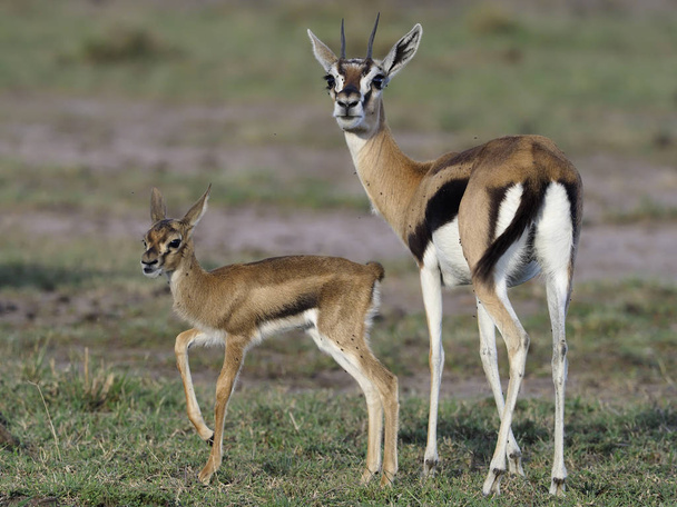 Thomsons gazelle, Eudorcas thomsonii - Φωτογραφία, εικόνα