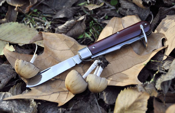 Folding knife stainless steel blade military weapon garden autumn leaves mushrooms beautiful nature - Photo, Image