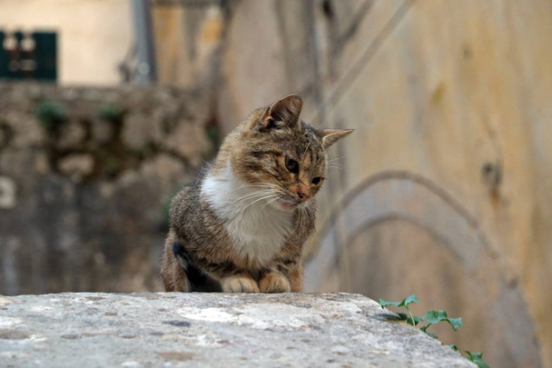 Kissa kohteessa Kotor, Montenegro
 - Valokuva, kuva