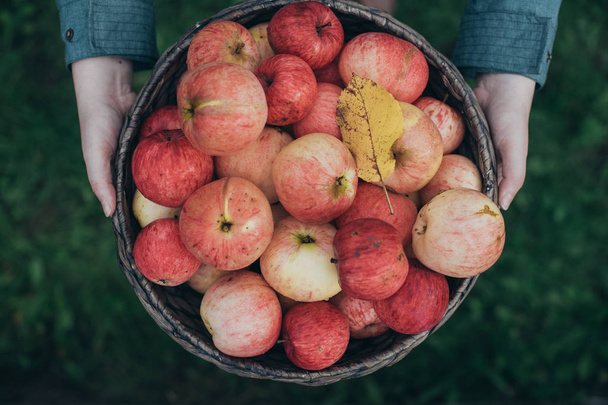 Basket with ripe red apples in the hands. Close-up - Фото, зображення