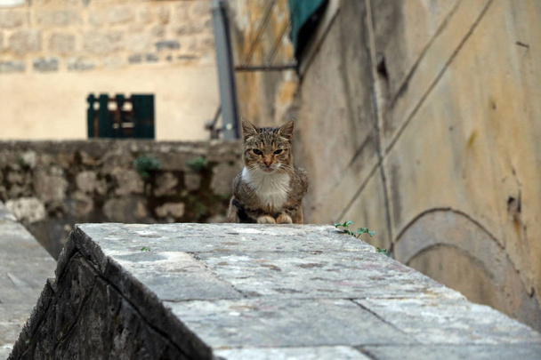 Γάτα στο Κοτόρ του Μαυροβουνίου - Φωτογραφία, εικόνα