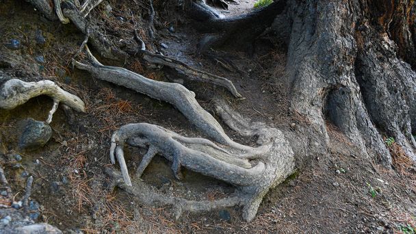 Tree roots on dirt trail. Hiking in coniferous forest in summer. Tourism and travel - Photo, Image