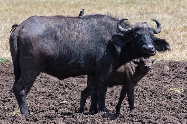 бюфалос, мати і її дитина в Танзанії, з птахами, які їдять паразитів на шкірі буйвола  - Фото, зображення
