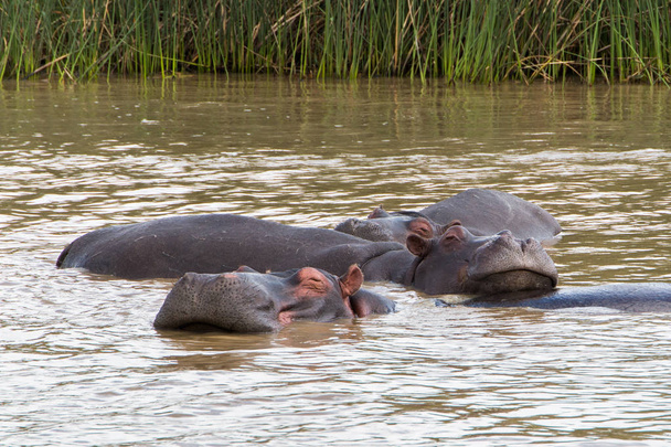Hipopótamo apoyando la cabeza sobre la espalda de otro hipopótamo en el agua
. - Foto, Imagen