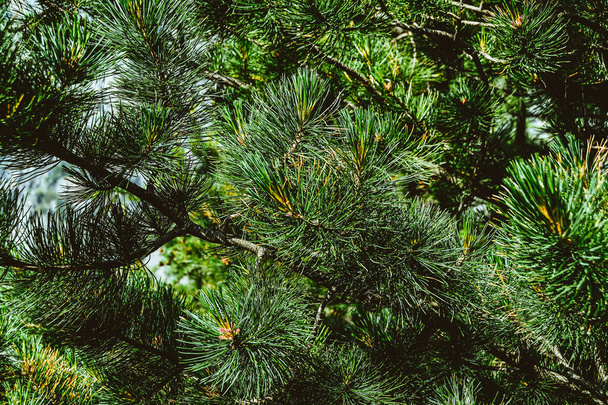 Zelené větve v jehličnatém lese v letní den - Fotografie, Obrázek