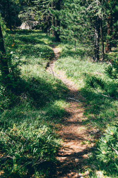 Wanderweg im Nadelwald. Wandern, Sommerreisen zu Fuß - Foto, Bild
