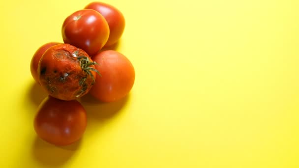 Tomates maduros y un tomate podrido sobre fondo amarillo. La mano humana cambia tomate podrido por uno bueno. Concepto de cambio de viejo a nuevo o estropeado a bueno, desarrollo y mejora
. - Metraje, vídeo