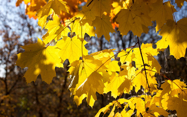 Bright autumn leaves - Foto, Bild