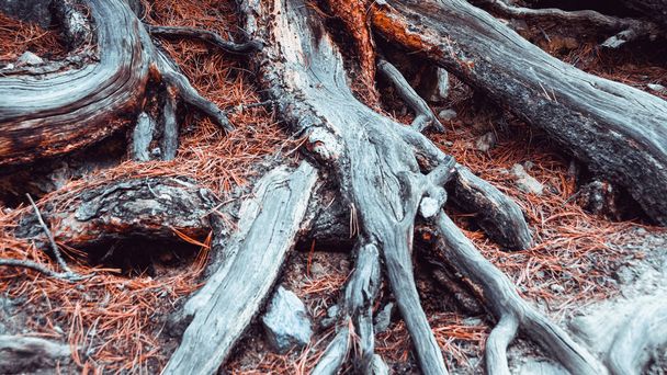 Kořeny stromů na prašné stezce. Turistika v jehličnatém lese v létě. Cestovní ruch a cestování - Fotografie, Obrázek