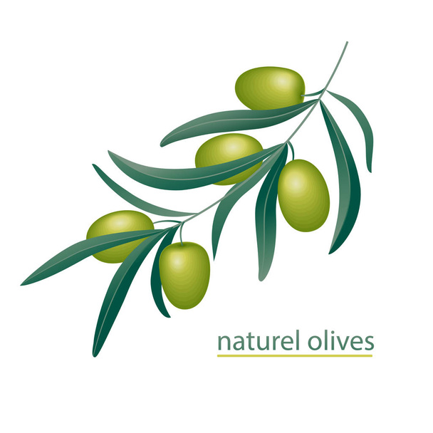  Olivier, branche, fruits dessinés à la main vecteur. Logo olive, étiquette, marque design.1
 - Vecteur, image