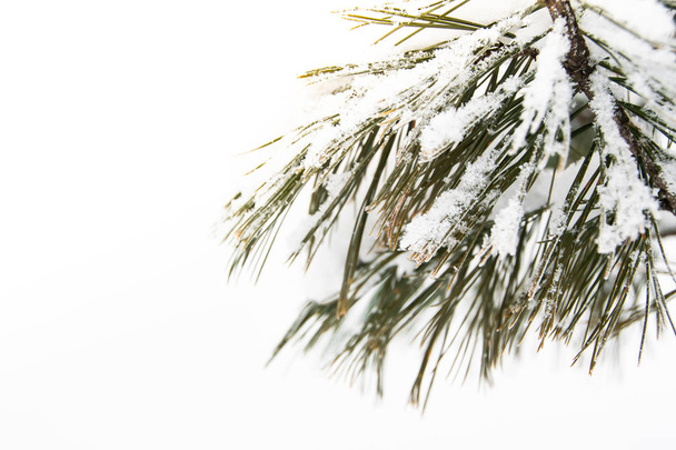 Nieve esponjosa en ramas de pino. Invierno en bosque de abeto
. - Foto, Imagen