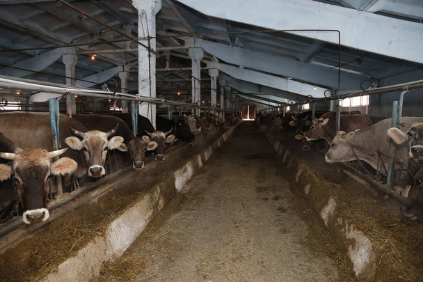 Cowshed velho com vacas em uma barraca perto de uma banheira com feno
 - Foto, Imagem