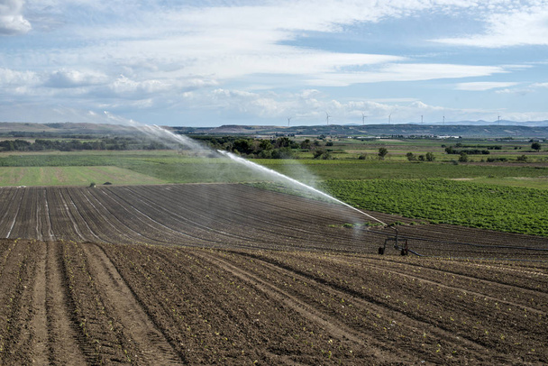 Watering green plants and plowed soil. Newly planted agriculture - Photo, Image