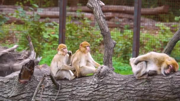 skupina barbarských makaků sedících společně na kmeni stromů, chování společenských zvířat, ohrožené živočišné druhy z Afriky - Záběry, video