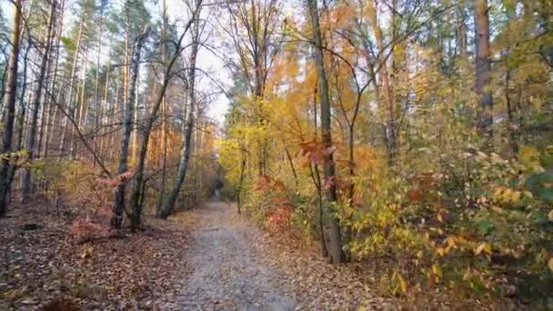 Autumn Forest Background Motion Cam - Footage, Video