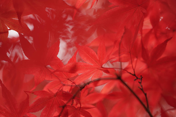 осіннє листя в саппоро
 - Фото, зображення