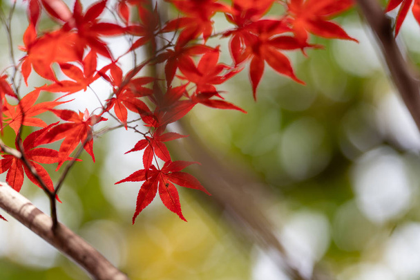 札幌に秋の紅葉 - 写真・画像