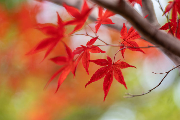 autumn leaves in sapporo - Photo, Image