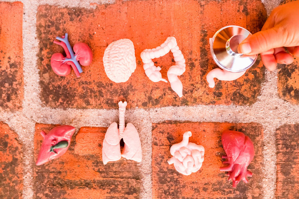 Un niño coloca un estetoscopio en los órganos humanos en miniatura de plástico f
 - Foto, Imagen