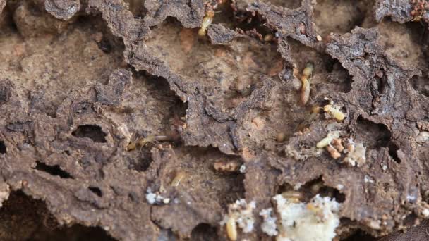 werknemer en nasute termieten op ontbindend hout - Video