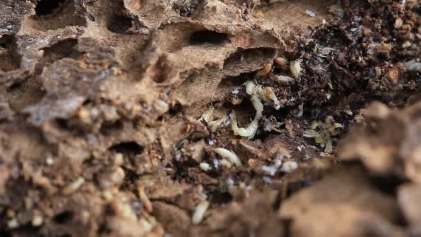 werknemer en nasute termieten op ontbindend hout - Video