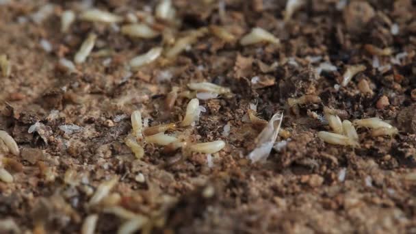 Työntekijä ja nasute termiitit mätänevä puu
 - Materiaali, video