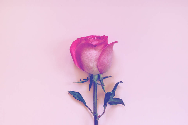 Single beautiful pink purple rose on a pastel background. Fashionable. minimalism. View from above. - Foto, Imagen