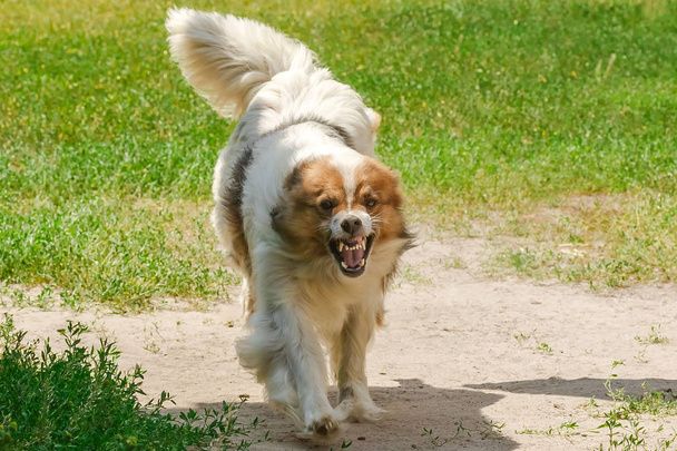 Pes se raduje a běží k tobě. Šílený funnyl pes (2 roky) na zeleném poli. Aktivní nálada. série fotografií - Fotografie, Obrázek