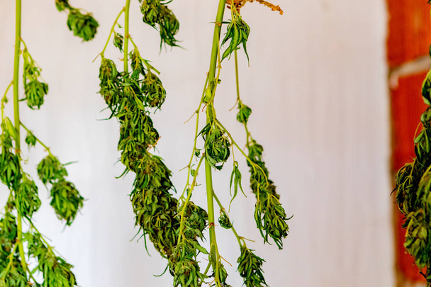 Ramas de secado de cannabis sobre un fondo blanco
 - Foto, Imagen