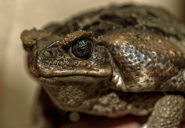 fantastický portrét horned žáby ohrožující žába. Selektivní fokus na výrazné oči, malá hloubka ostrosti. - Fotografie, Obrázek