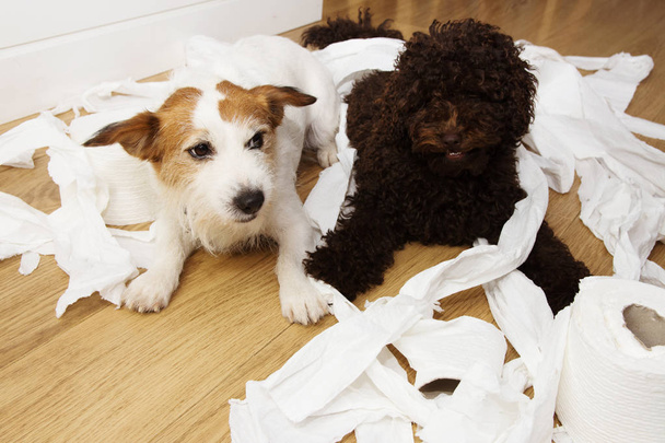 Hondenkwaad. Jack Russell en puppy poedel met schuldig of surp - Foto, afbeelding