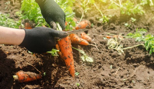 Carrot in the hands of a farmer. Harvesting. Growing organic vegetables. Freshly harvested carrots. Summer harvest. Agriculture. Seasonal job. Farming. Agro-industry. Farm. Ukraine - Photo, image