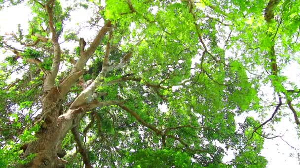 Drzewo tamaryndowca ma małe zielone liście, które rosną w ogrodzie i zapewniają cień dla ptaków i innych zwierząt - Materiał filmowy, wideo