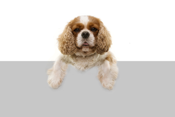 Netter Kavalier Spaniel Hund mit Pfoten über weißgrauem Rohling. iso - Foto, Bild