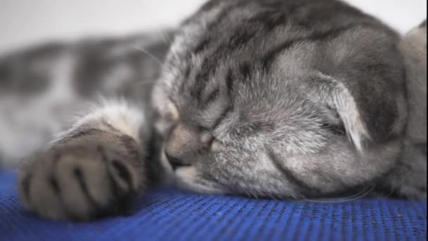 Brytyjski szkocki składany kot śpiący na fotelu. Szczęśliwy kot kłamie odpoczywa. Piękny kotek. Zwierzątko odpoczywa w pokoju. - Materiał filmowy, wideo