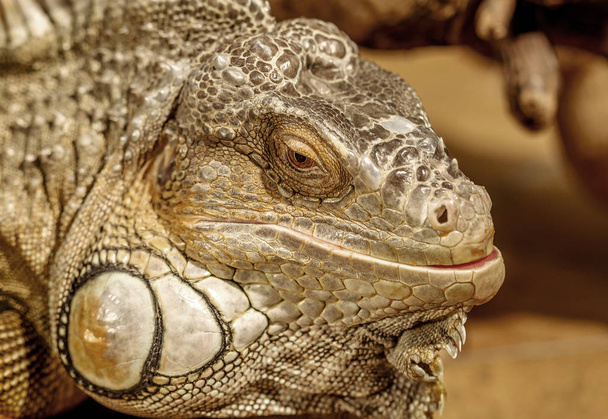 fantástico close-up retrato de iguana tropical. Foco seletivo, profundidade de campo rasa
 - Foto, Imagem